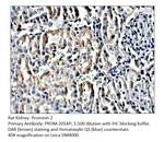 Prominin 2 Antibody in Immunohistochemistry (Paraffin) (IHC (P))