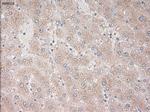 PROM2 Antibody in Immunohistochemistry (Paraffin) (IHC (P))