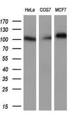 PROM2 Antibody in Western Blot (WB)