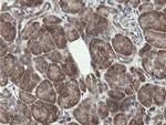 PROSC Antibody in Immunohistochemistry (Paraffin) (IHC (P))