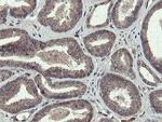 PROSC Antibody in Immunohistochemistry (Paraffin) (IHC (P))