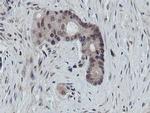 PROSC Antibody in Immunohistochemistry (Paraffin) (IHC (P))