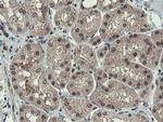 PROSC Antibody in Immunohistochemistry (Paraffin) (IHC (P))