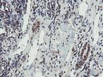 PROSC Antibody in Immunohistochemistry (Paraffin) (IHC (P))