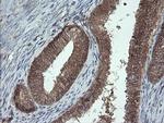 PROSC Antibody in Immunohistochemistry (Paraffin) (IHC (P))