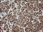 PROSC Antibody in Immunohistochemistry (Paraffin) (IHC (P))