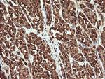 PROSC Antibody in Immunohistochemistry (Paraffin) (IHC (P))