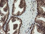 PROSC Antibody in Immunohistochemistry (Paraffin) (IHC (P))