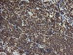 PROSC Antibody in Immunohistochemistry (Paraffin) (IHC (P))