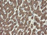 PROSC Antibody in Immunohistochemistry (Paraffin) (IHC (P))