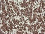 PROSC Antibody in Immunohistochemistry (Paraffin) (IHC (P))