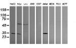PROSC Antibody in Western Blot (WB)