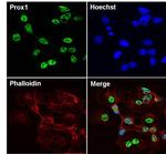 PROX1 Antibody in Immunocytochemistry (ICC/IF)
