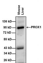 PROX1 Antibody in Western Blot (WB)