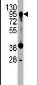 PROX1 Antibody in Western Blot (WB)