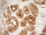 PROZ Antibody in Immunohistochemistry (Paraffin) (IHC (P))
