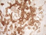 PROZ Antibody in Immunohistochemistry (Paraffin) (IHC (P))