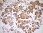 PROZ Antibody in Immunohistochemistry (Paraffin) (IHC (P))