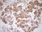 PROZ Antibody in Immunohistochemistry (Paraffin) (IHC (P))