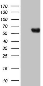 PROZ Antibody in Western Blot (WB)
