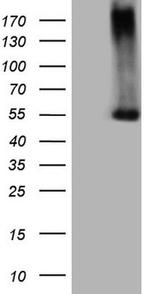 PROZ Antibody in Western Blot (WB)