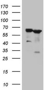 PROZ Antibody in Western Blot (WB)