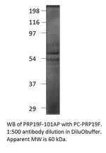 PRP19 Polyclonal Antibody
