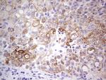 PRPH Antibody in Immunohistochemistry (Paraffin) (IHC (P))
