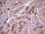PRPH Antibody in Immunohistochemistry (Paraffin) (IHC (P))