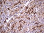 PRPH Antibody in Immunohistochemistry (Paraffin) (IHC (P))