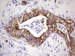 PRPH Antibody in Immunohistochemistry (Paraffin) (IHC (P))