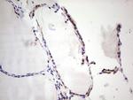 PRPH Antibody in Immunohistochemistry (Paraffin) (IHC (P))