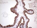 PRPH Antibody in Immunohistochemistry (Paraffin) (IHC (P))