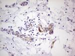 PRPH Antibody in Immunohistochemistry (Paraffin) (IHC (P))