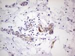 PRPH Antibody in Immunohistochemistry (Paraffin) (IHC (P))