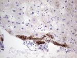 PRPH Antibody in Immunohistochemistry (Paraffin) (IHC (P))