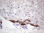 PRPH Antibody in Immunohistochemistry (Paraffin) (IHC (P))