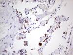 PRPH Antibody in Immunohistochemistry (Paraffin) (IHC (P))