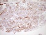 PRPH Antibody in Immunohistochemistry (Paraffin) (IHC (P))