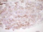 PRPH Antibody in Immunohistochemistry (Paraffin) (IHC (P))