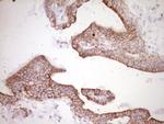 PRPH Antibody in Immunohistochemistry (Paraffin) (IHC (P))