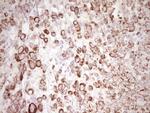 PRPH Antibody in Immunohistochemistry (Paraffin) (IHC (P))