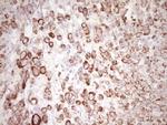 PRPH Antibody in Immunohistochemistry (Paraffin) (IHC (P))