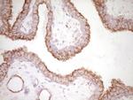 PRPH Antibody in Immunohistochemistry (Paraffin) (IHC (P))