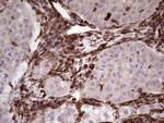 PRPH Antibody in Immunohistochemistry (Paraffin) (IHC (P))