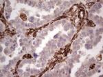 PRPH Antibody in Immunohistochemistry (Paraffin) (IHC (P))