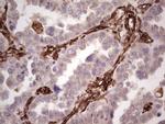 PRPH Antibody in Immunohistochemistry (Paraffin) (IHC (P))