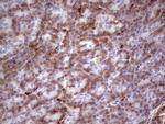 PRPH Antibody in Immunohistochemistry (Paraffin) (IHC (P))