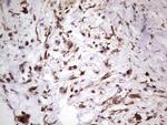 PRPH Antibody in Immunohistochemistry (Paraffin) (IHC (P))