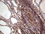 PRPH Antibody in Immunohistochemistry (Paraffin) (IHC (P))